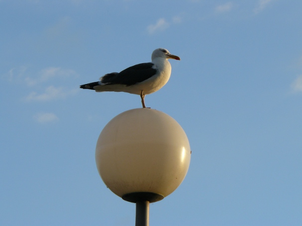 Zomervakantie, Texel 2010
